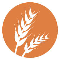 Gluten